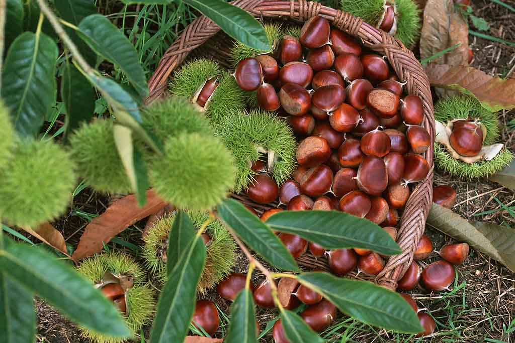 > 苏州改善肠胃