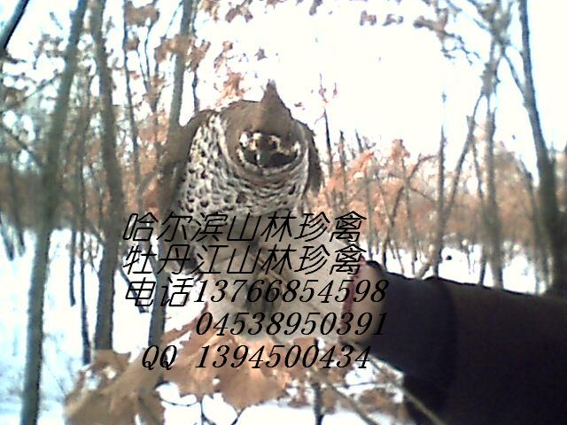 黑龙江哈尔滨孔雀养殖场,飞龙鸟