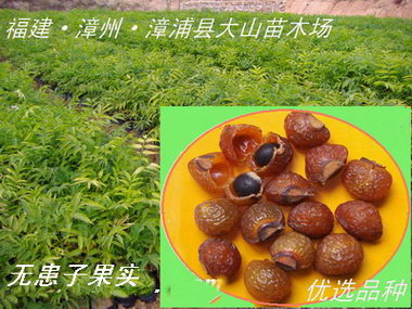 闽楠金丝楠木名贵用材